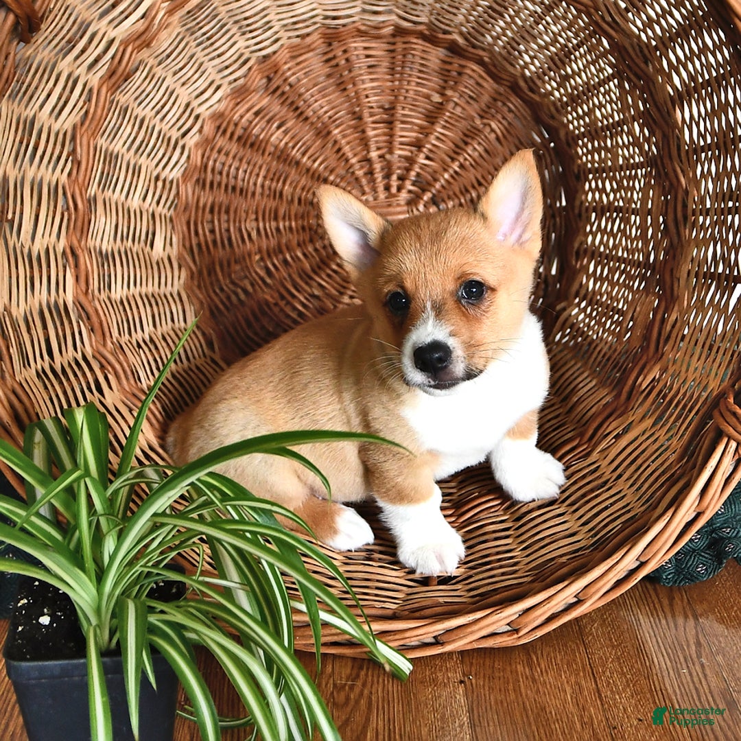 Welsh Corgi Pembroke dogs for sale: Lee - Image 1