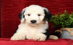 Sheepadoodle dogs for sale: Benji - Image 3