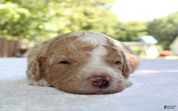 Standard Poodle dogs for sale: London Moyen - Image 4