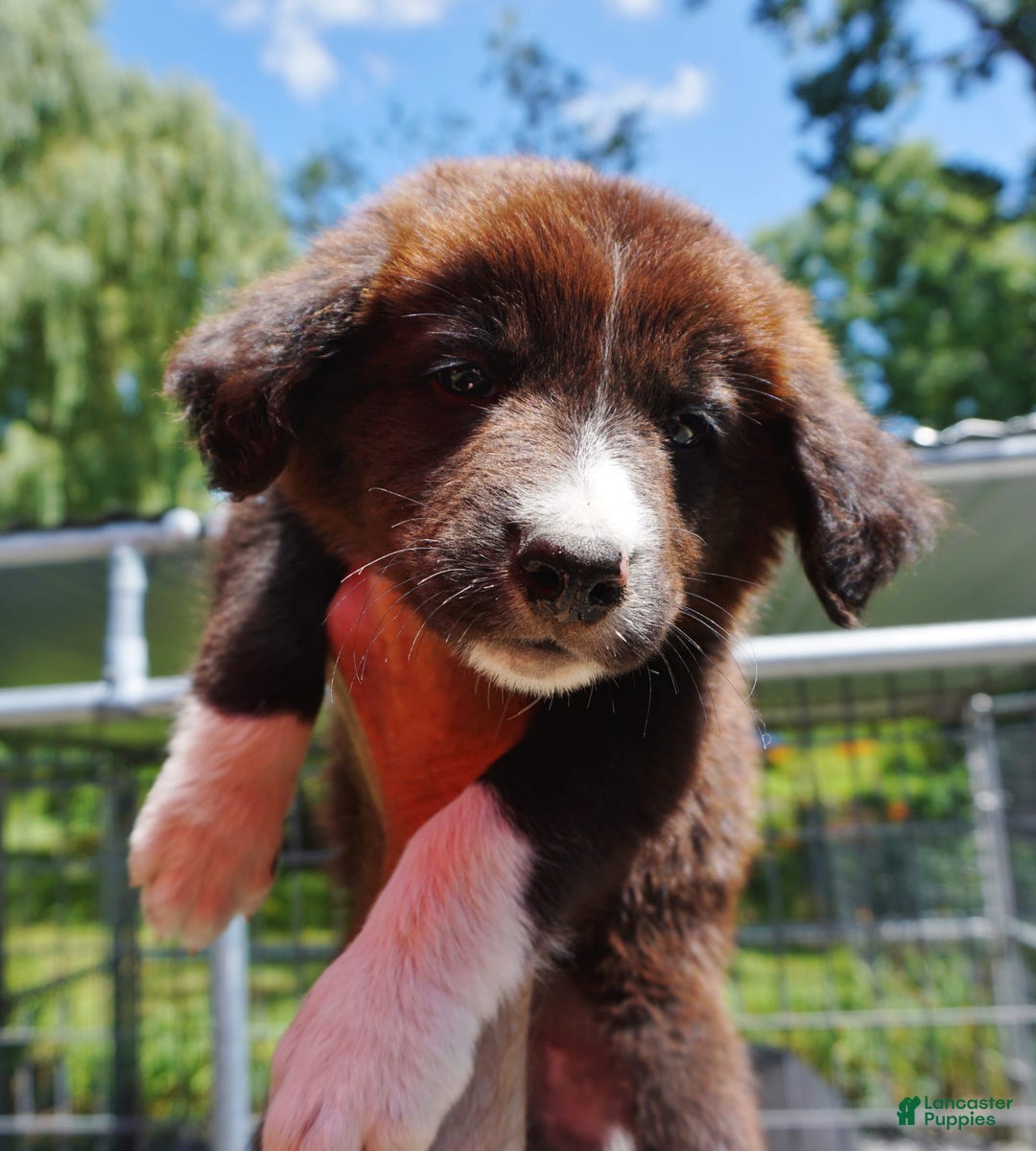 Border Collie dogs for sale: Andy - Image 2