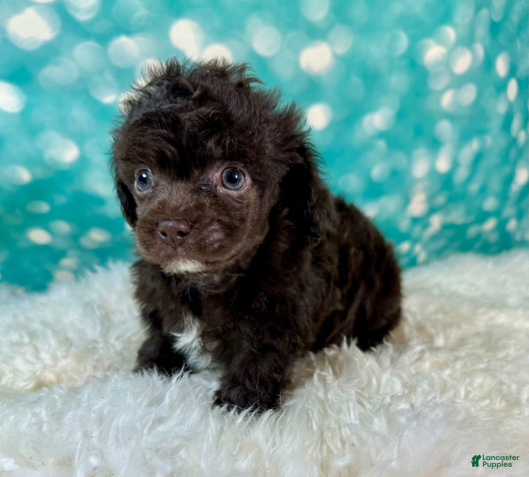 Toy Poodle dogs for sale: Lil Joey! - Image 2