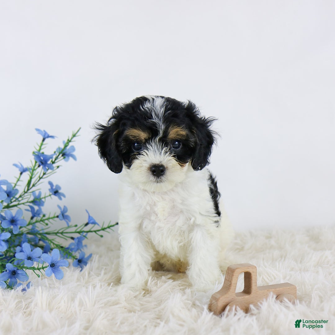 Cavapoo dogs for sale: Beau - Image 1