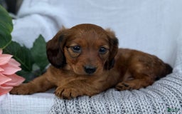 Miniature Dachshund dogs for sale: Max - Image 22