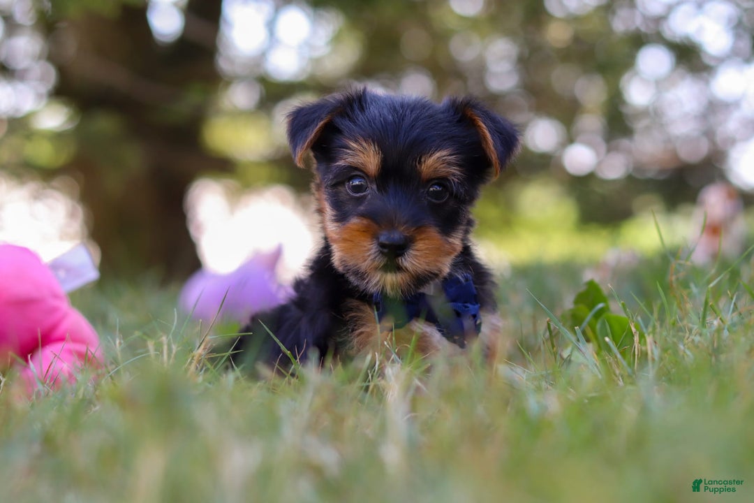 Yorkshire Terrier dogs for sale: Cooper - Image 5