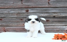 Miniature Poodle dogs for sale: Moe - Image 4