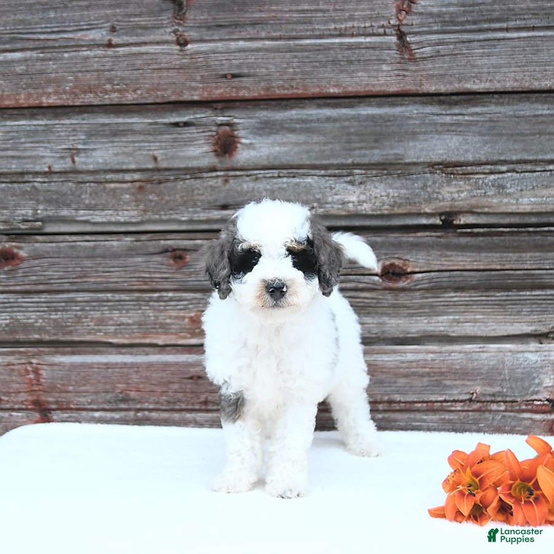 Miniature Poodle dogs for sale: Moe - Image 4