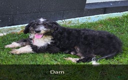Mini Bernedoodle dogs for sale: Molly - Image 11