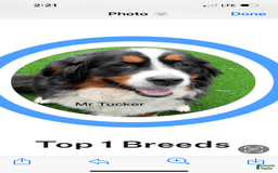 Bernese Mountain Dog dogs for sale: Yellow Girl - Image 8