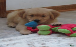 Golden Retriever dogs for sale: Twinkie - Image 29