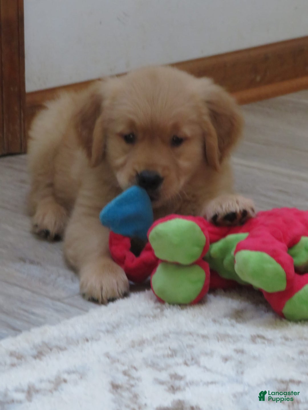 Golden Retriever dogs for sale: Twinkie - Image 29
