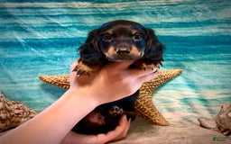 Miniature Dachshund dogs for sale: Miniature Dachshund 4 puppies - Image 3