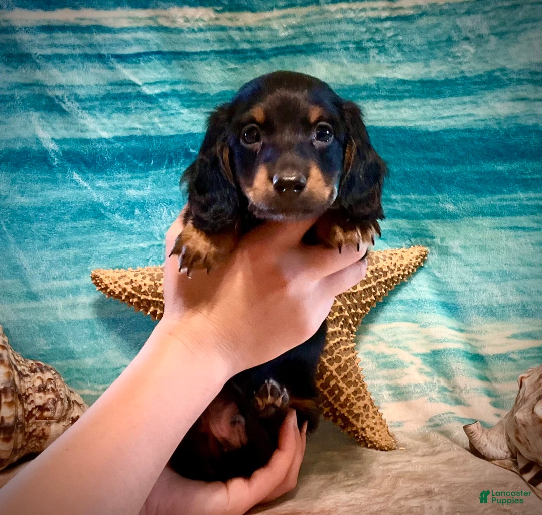 Miniature Dachshund dogs for sale: Miniature Dachshund 4 puppies - Image 3