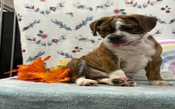 English Bulldog dogs for sale: Alex - Image 7