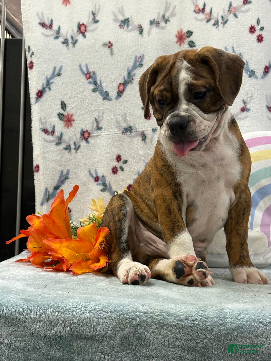 English Bulldog dogs for sale: Alex - Image 7