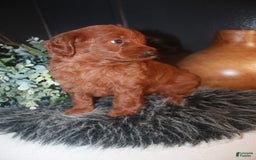 Mini Goldendoodle dogs for sale: Lola - Image 2