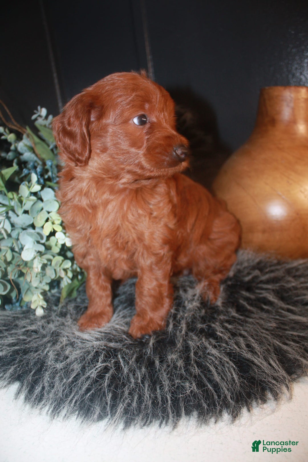 Mini Goldendoodle dogs for sale: Lola - Image 2