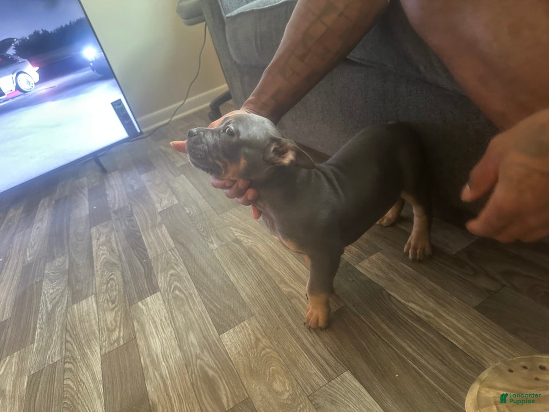 American Bully dogs for sale: Zoe - Image 5