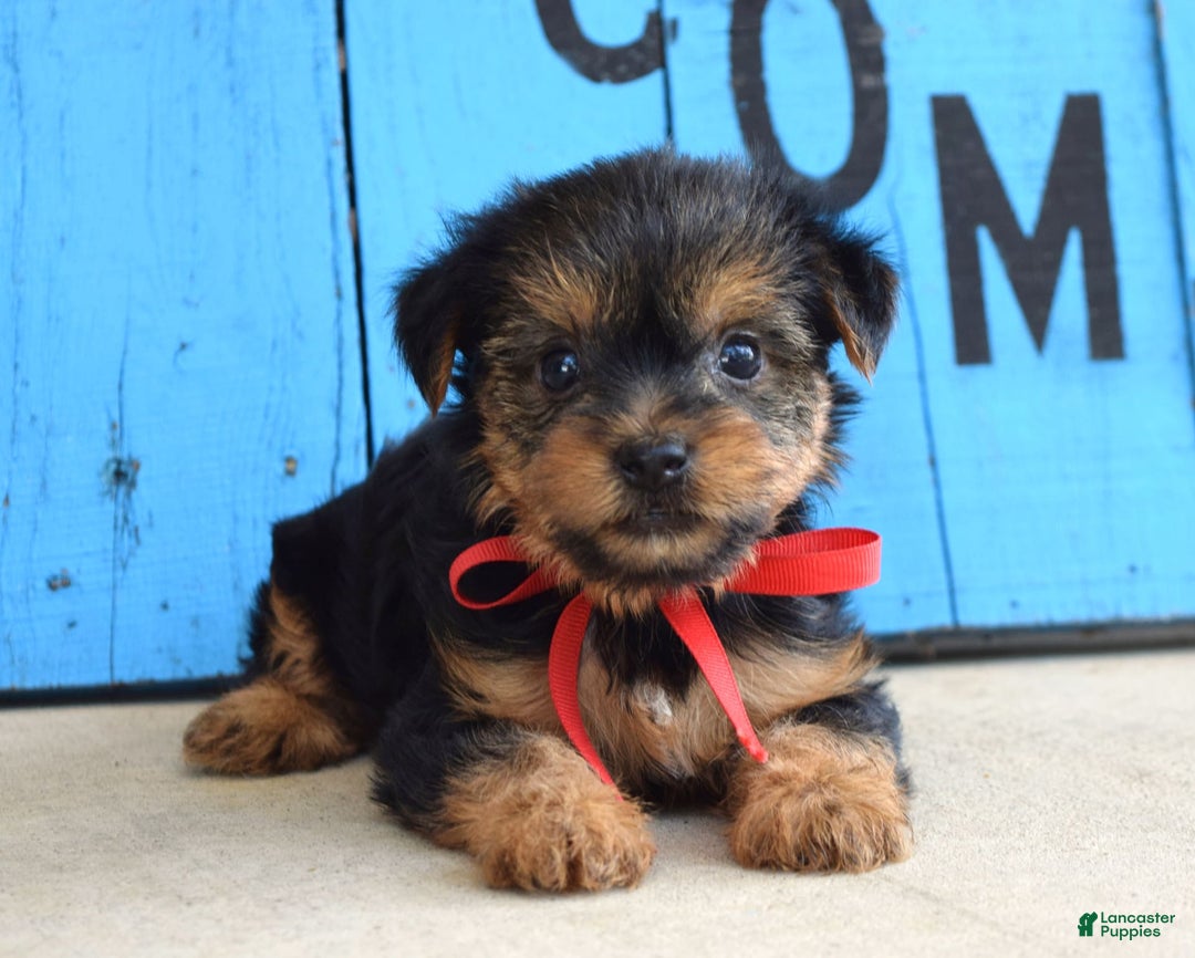 Yorkshire Terrier dogs for sale: Alex - Image 3