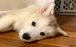 Alaskan Malamute dogs for sale: Acadia - Image 5