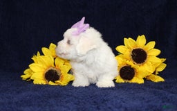 Bichon Frise dogs for sale: Unicorn - Image 9