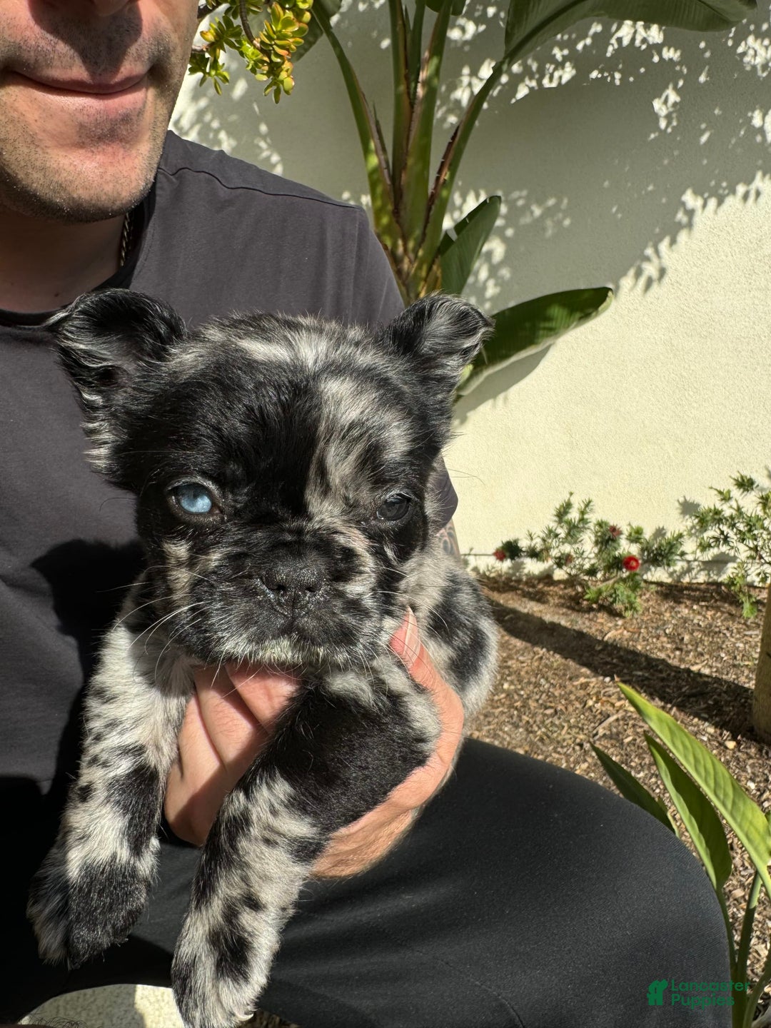 French Bulldog dogs for sale: Ursela - Image 2
