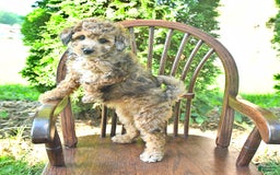 Mini Goldendoodle dogs for sale: Macy - Image 8