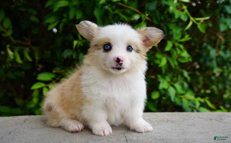 American Corgi dogs for sale - Ad 2
