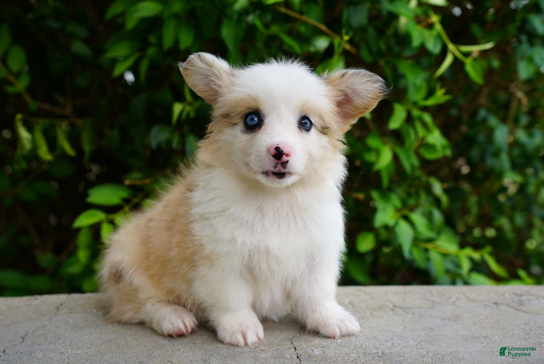 American Corgi dogs for sale: Copper - Image 1