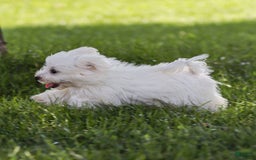 Maltese dogs for sale: Sterling - Image 4