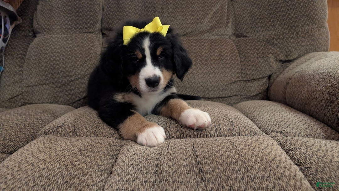 Bernese Mountain Dog dogs for sale: Dandelion - Image 4
