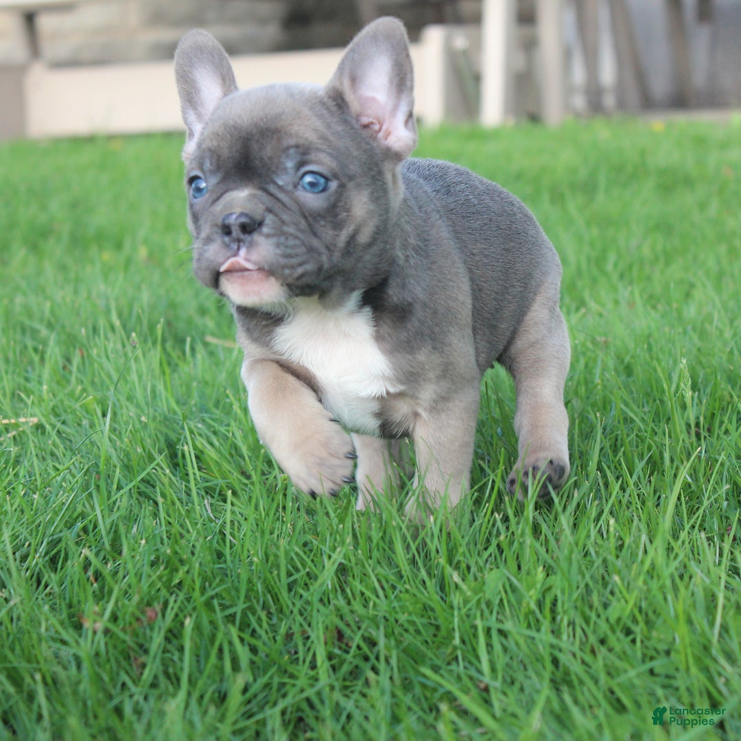 French Bulldog dogs for sale: French Bulldog 3 puppies - Image 18
