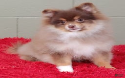 Pomeranian dogs for sale: Jessy - Image 3