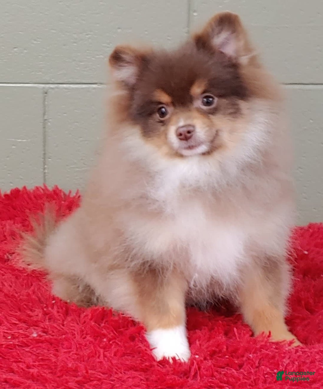 Pomeranian dogs for sale: Jessy - Image 3