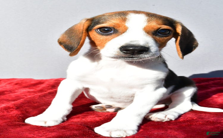 Beagle dogs for sale - Ad 1