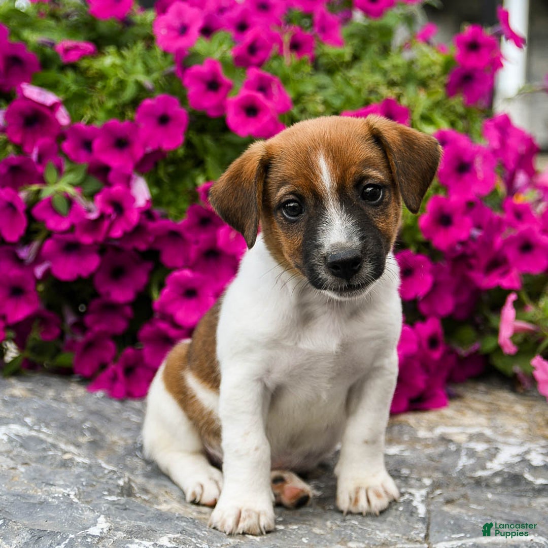 Jack Russell Terrier dogs for sale: Bryce - Image 3