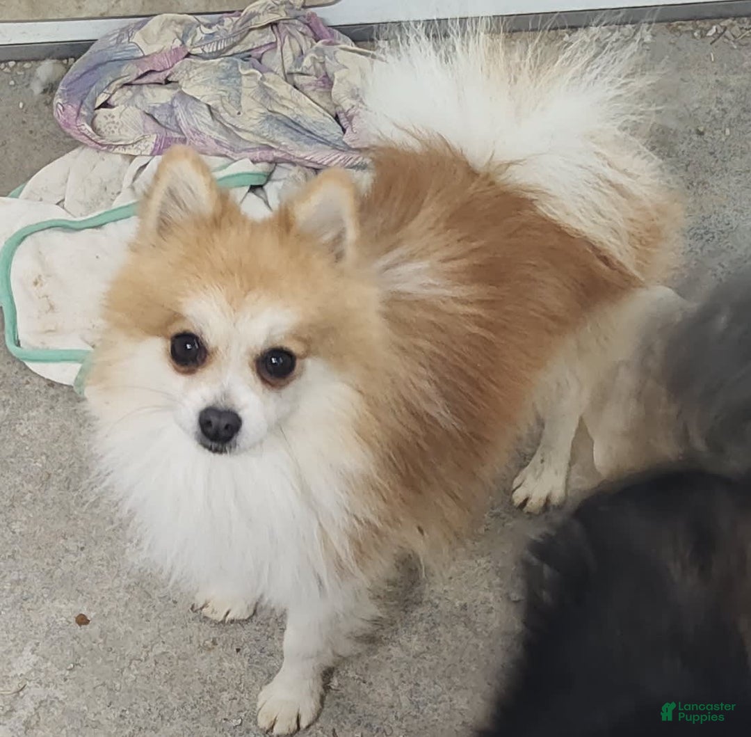 Pomeranian dogs for sale: Lilly Pad - Image 12
