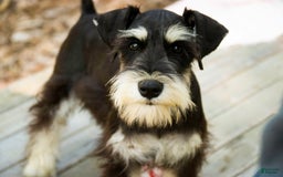 Miniature Schnauzer dogs for sale: Cinderella - Image 19