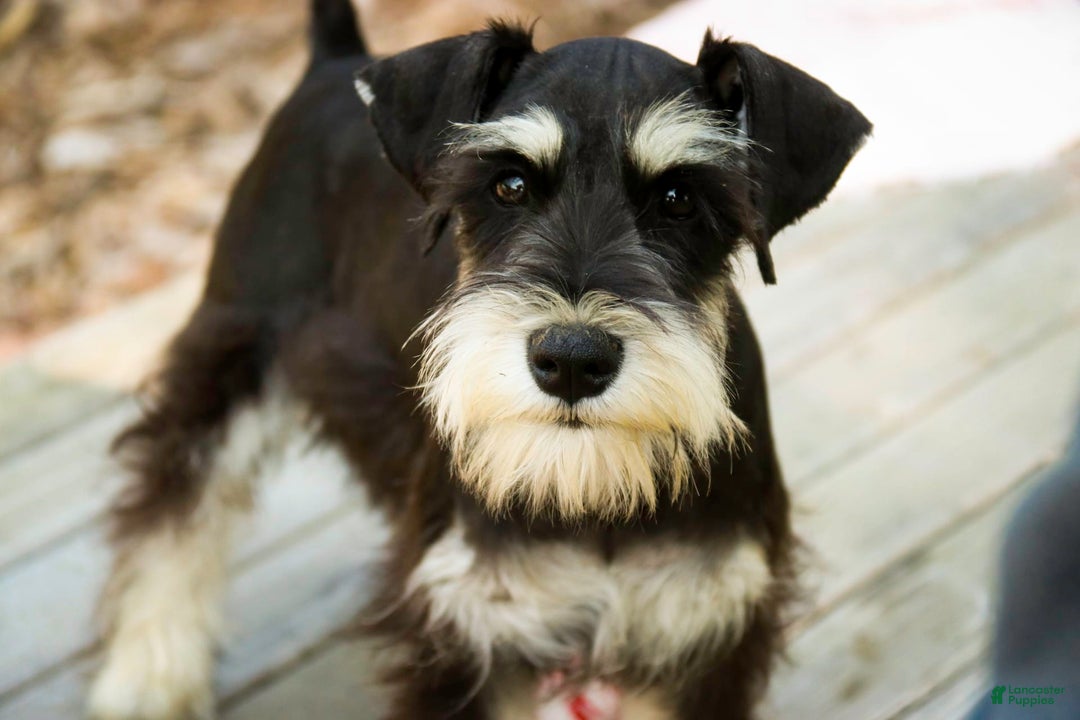 Miniature Schnauzer dogs for sale: Cinderella - Image 19