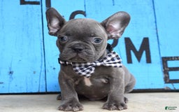 French Bulldog dogs for sale: Flint - Image 7