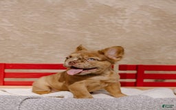 French Bulldog dogs for sale: Birkin - Image 1