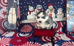 Siberian Husky dogs for sale: Nakita - Image 1