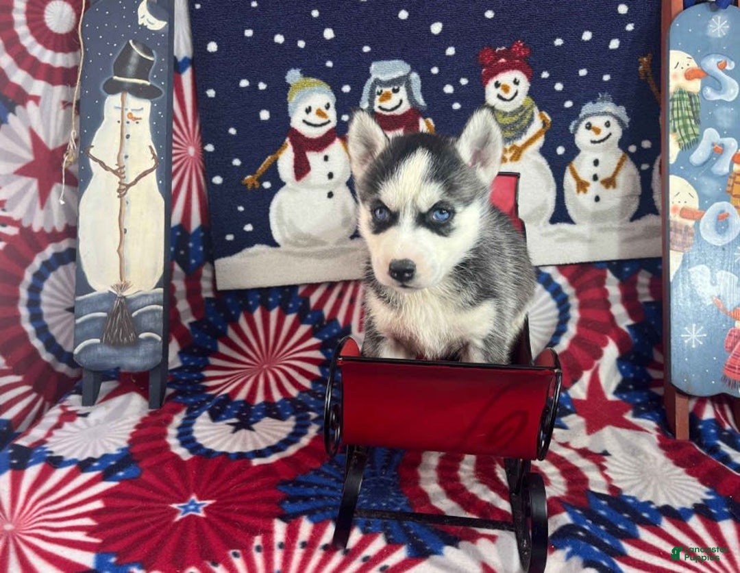 Siberian Husky dogs for sale: Nakita - Image 1