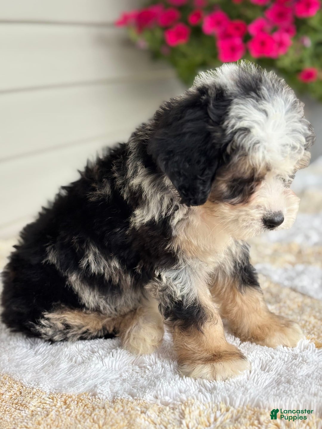 Mini Bernedoodle dogs for sale: Callie - Image 9