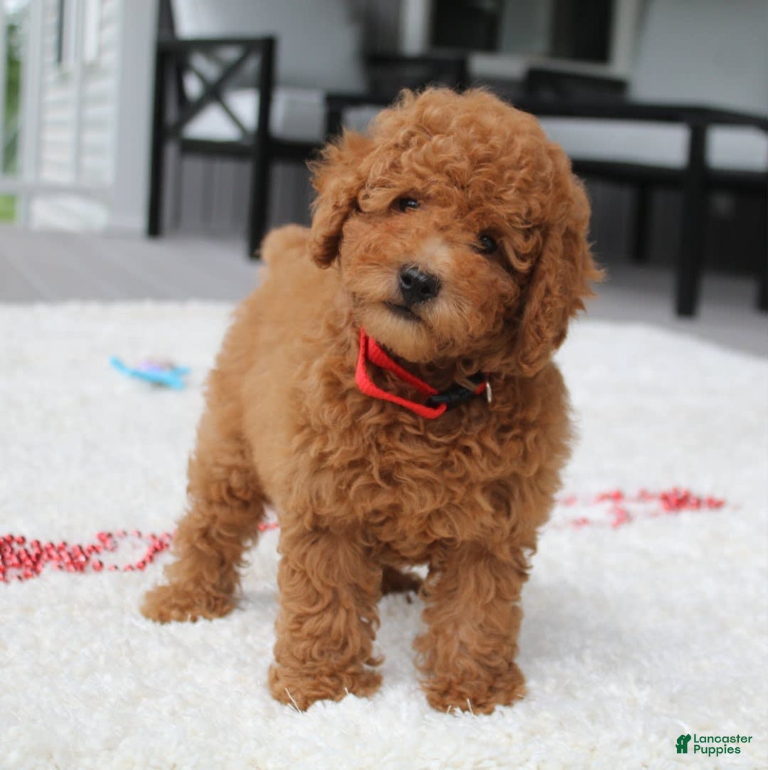 Miniature Poodle dogs for sale: Miniature Poodle 3 puppies - Image 1