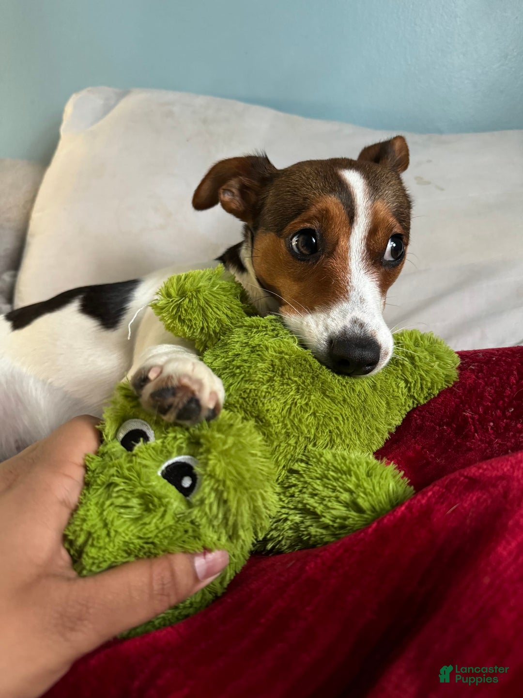 Jack Russell Terrier dogs for sale: Jack - Image 4