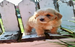 Mini Goldendoodle dogs for sale: Rick - Image 3