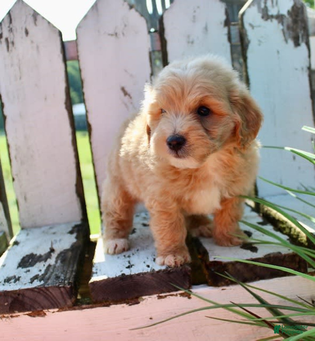 Mini Goldendoodle dogs for sale: Rick - Image 3