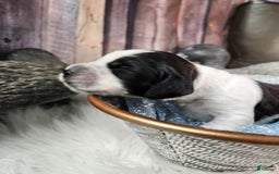 English Springer Spaniel dogs for sale: Blackberry - Image 1