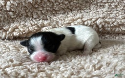 Pomeranian dogs for sale: Black Tri Boy - Image 3
