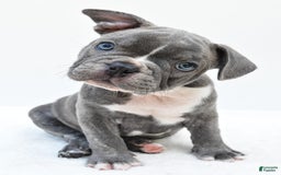 Frenchton dogs for sale: Baxter - Image 6